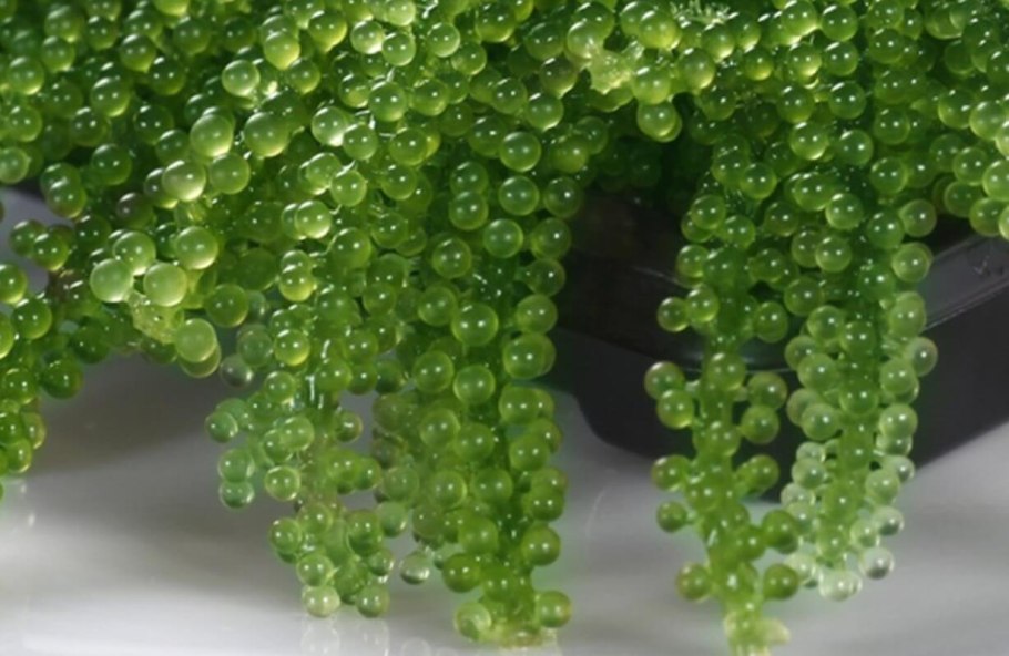 Ульва водоросль