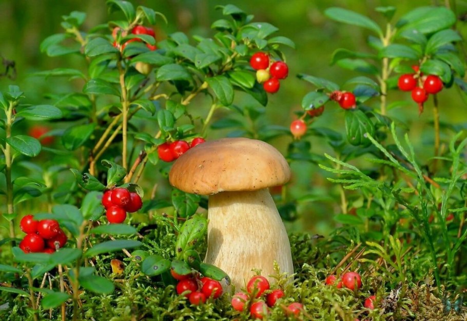 Гриб-Боровик в траве