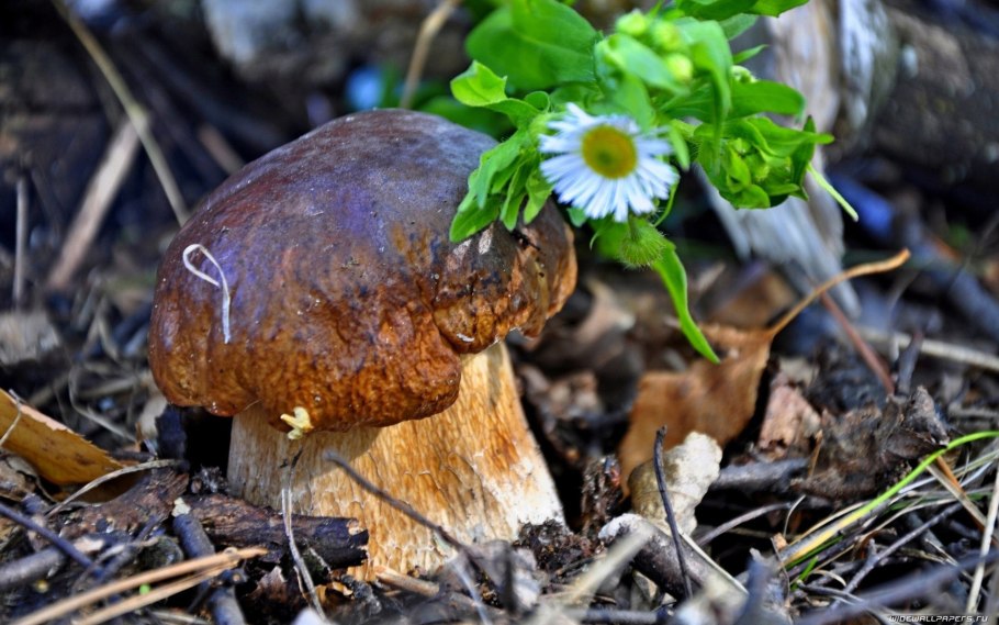 Зеленецкий мох Морошка