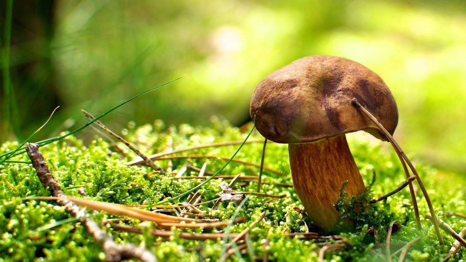 Несъедобные грибы и растения