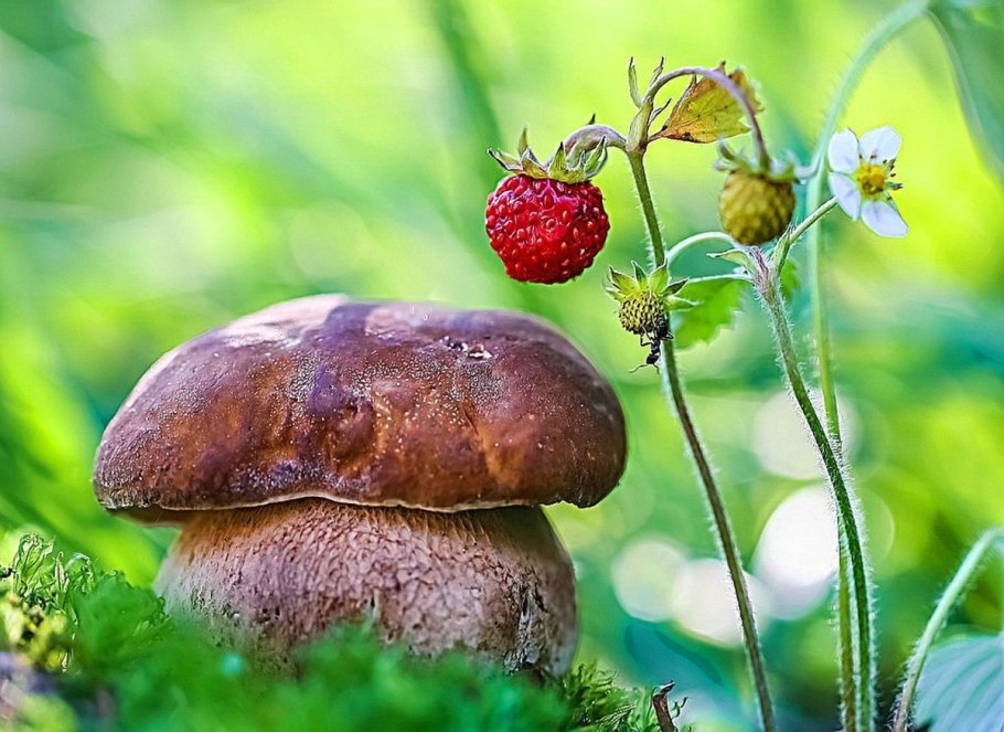 Грибы в лесу