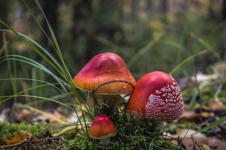 Грибы в лесу