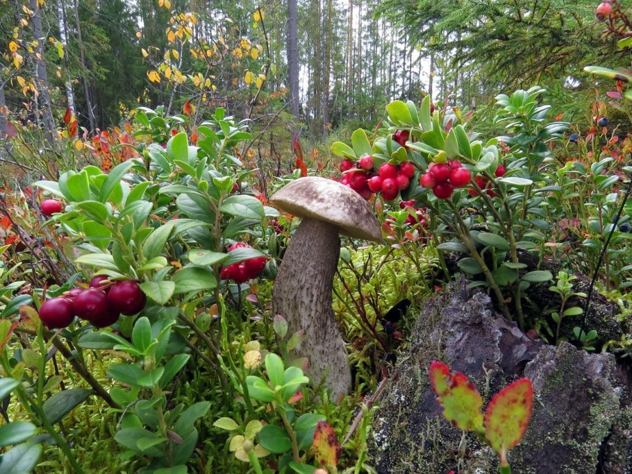 Грибная аптека мухомор
