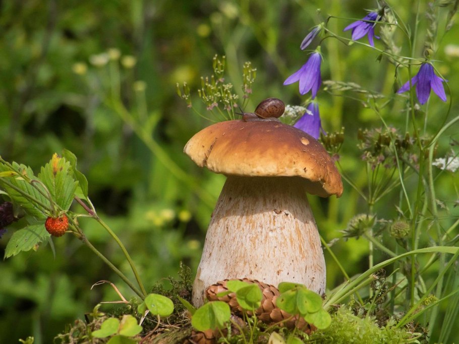 Чудеса живой природы