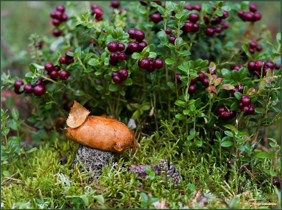 Моховидные грибы