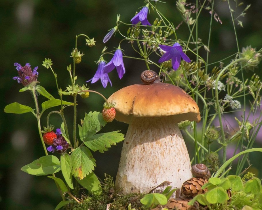 Лес грибы ягоды