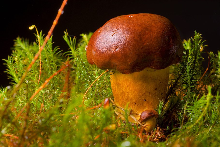 Чудесный мир природы