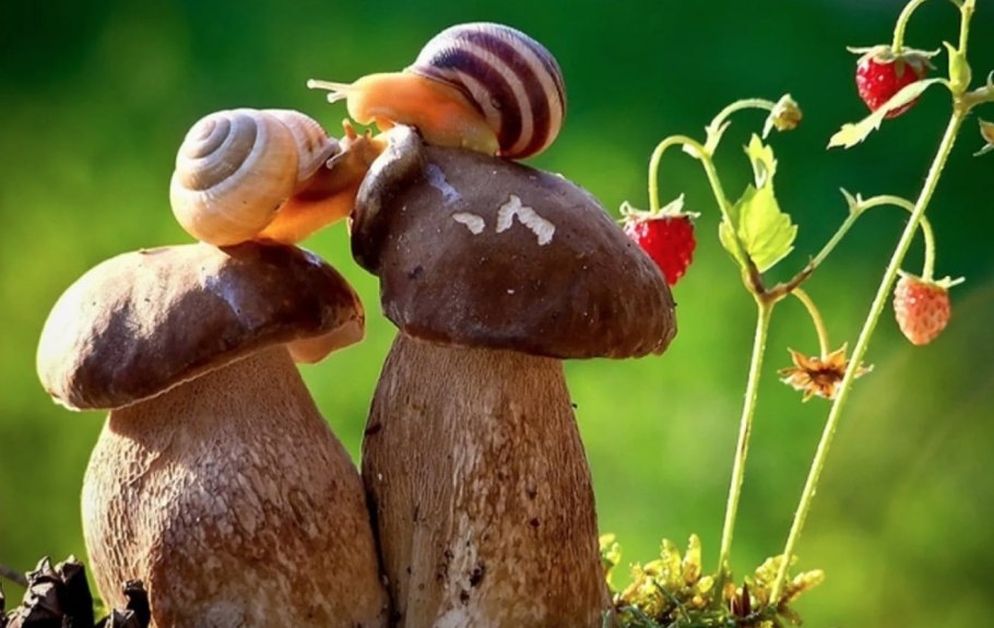 Дары леса грибы и ягоды