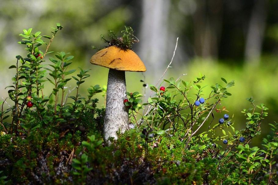 Грибочки Мухоморчики