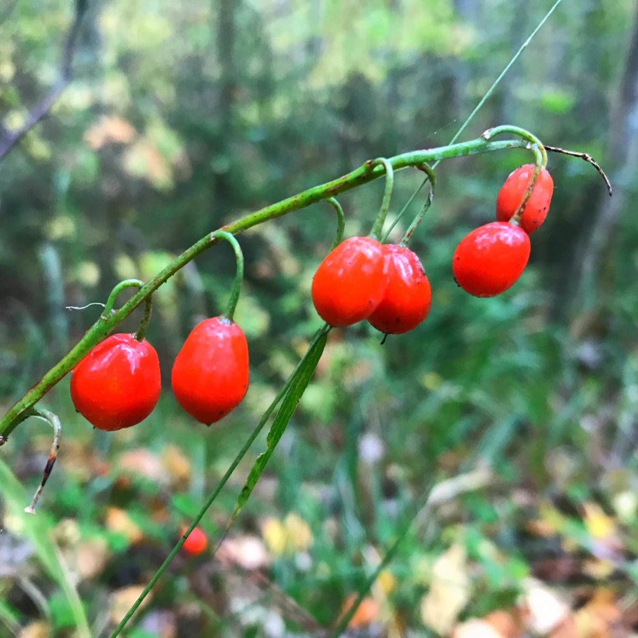 Ягоды красные Тянь Шань