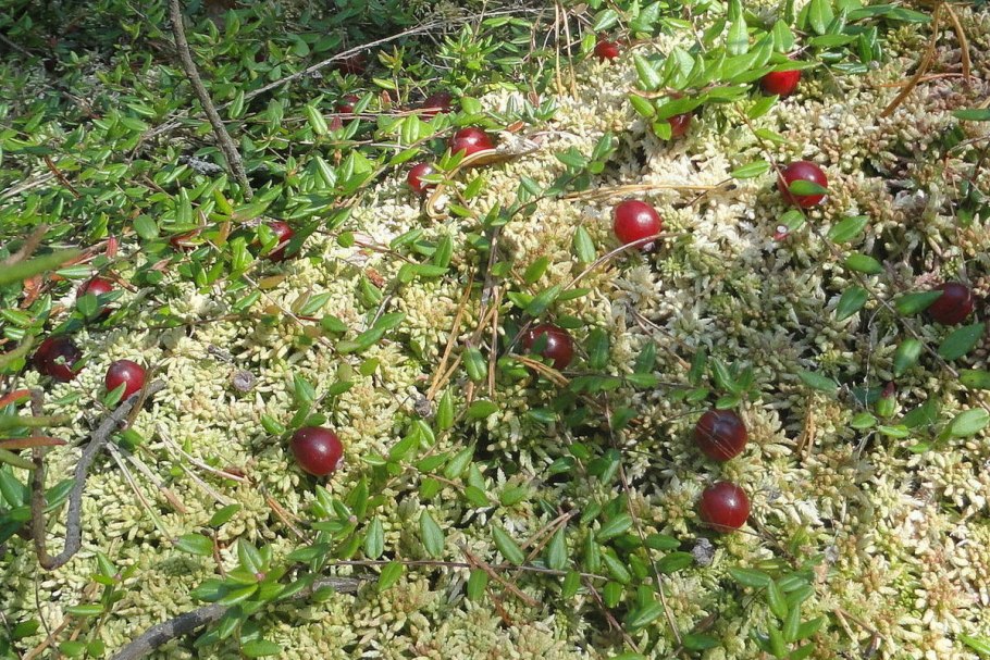 Клюква Болотная ареал