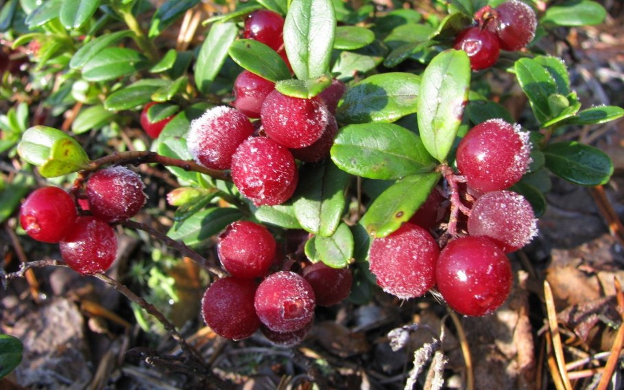 Брусника, Вереск, клюква.