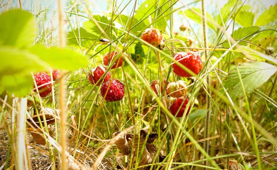 Лесная ягода Луговая,земляника,клубника