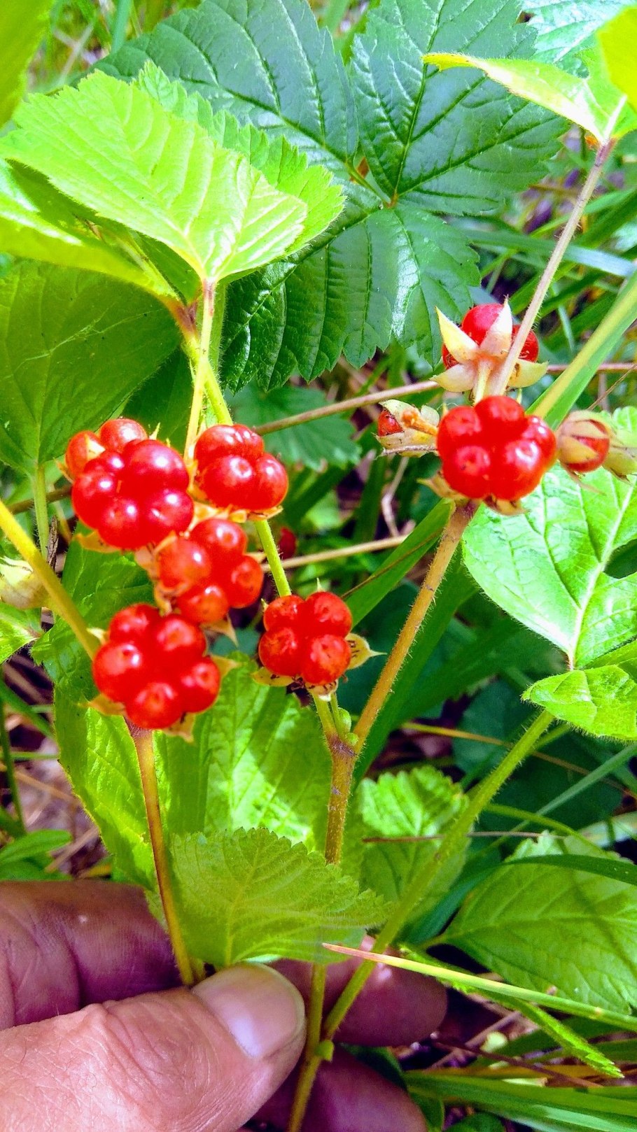 Лесная ягода костяника