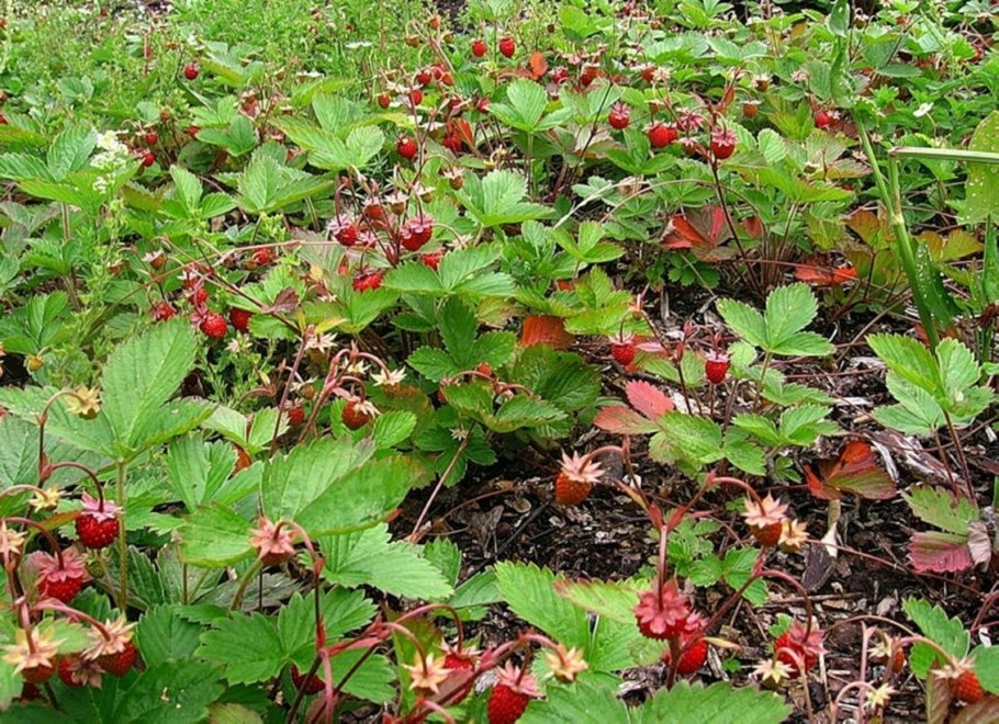 Земляника Лесная Полянка