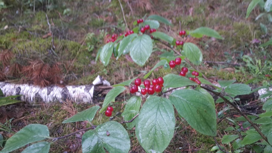 Ягоды в лесу