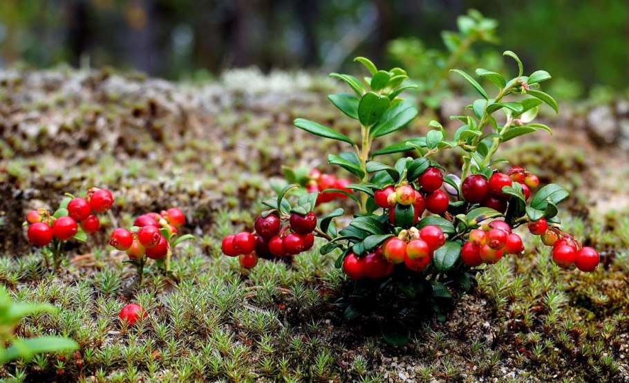 Байкальская брусника