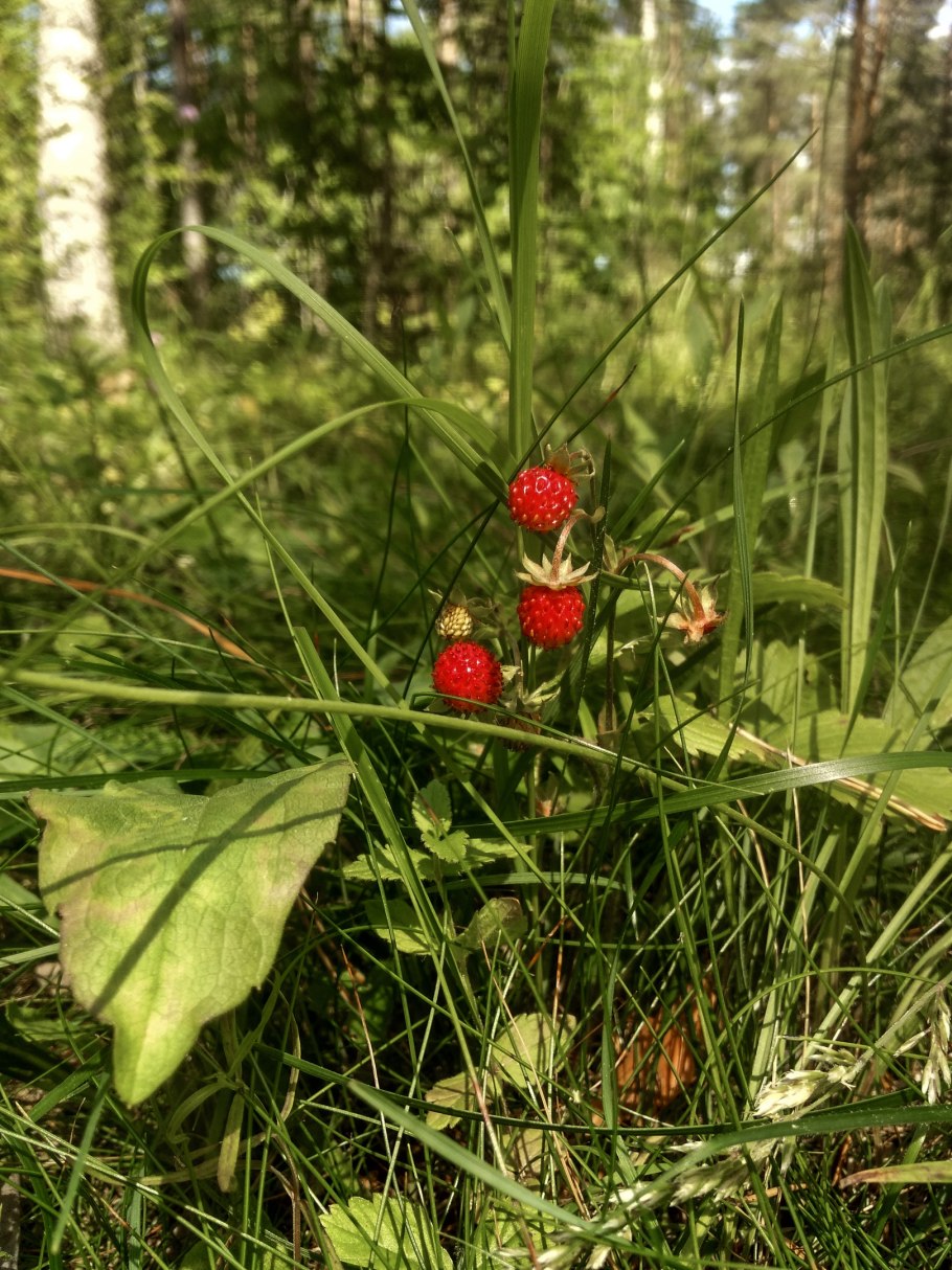 Лесные ягоды