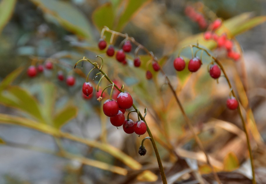 Осень ягоды