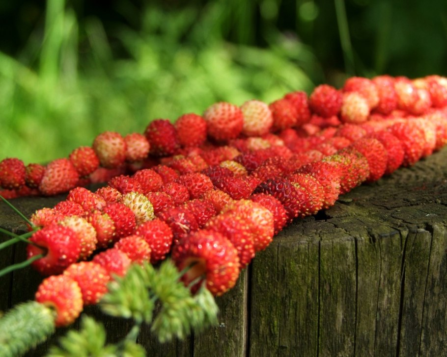 Голубика и клюква