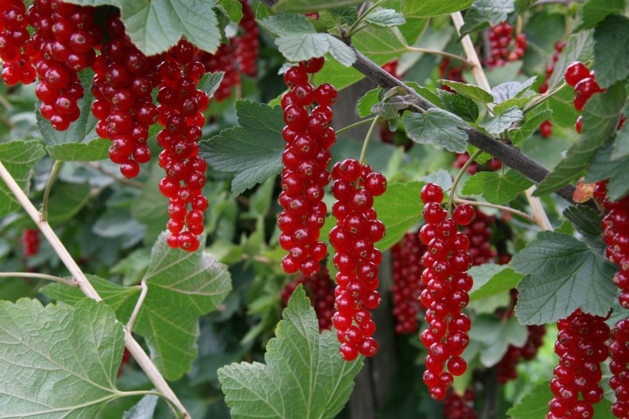 Вейгела ева Ратке куст