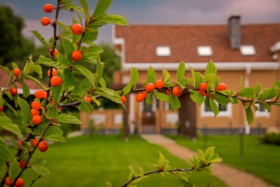 Lonicera kamtschatica