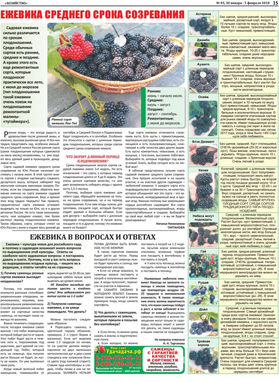 Голубика Бриджита Блю