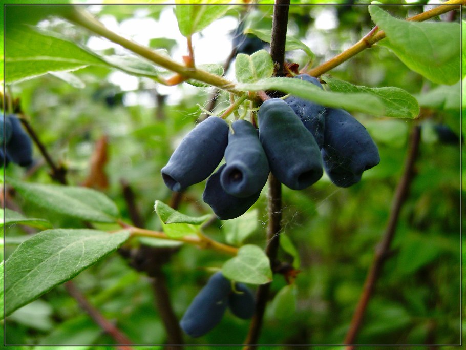 Ежевика голубика брусника