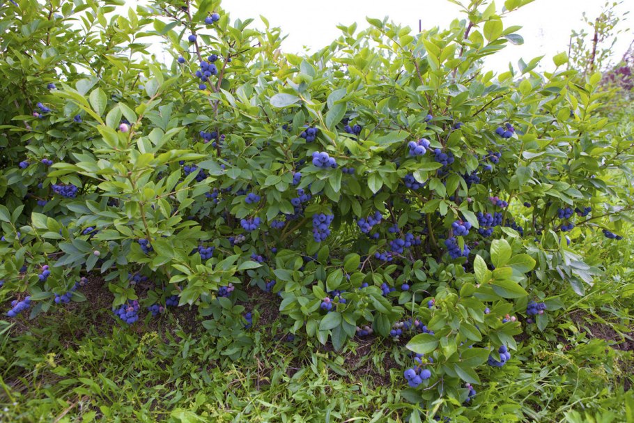 Крыжовник бесшипный Грушенька