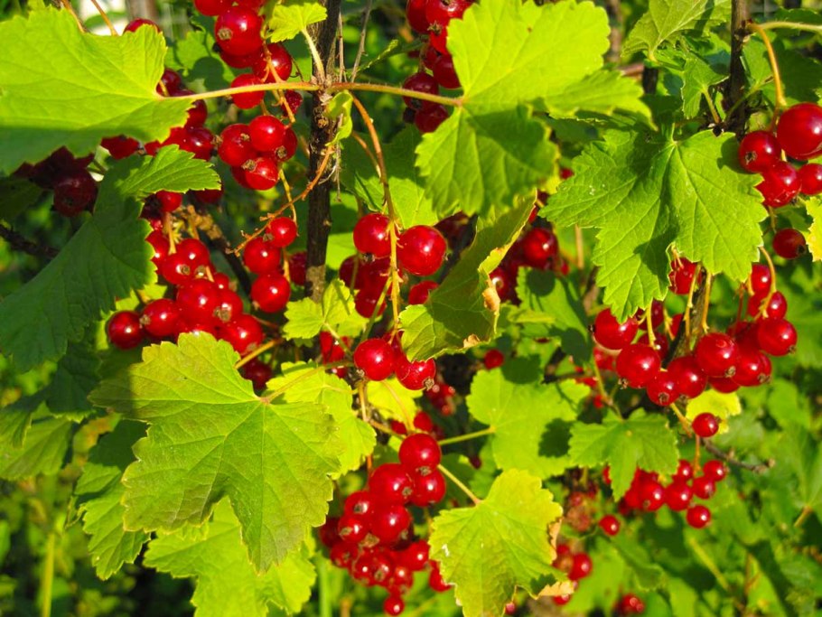 Жимолость съедобная