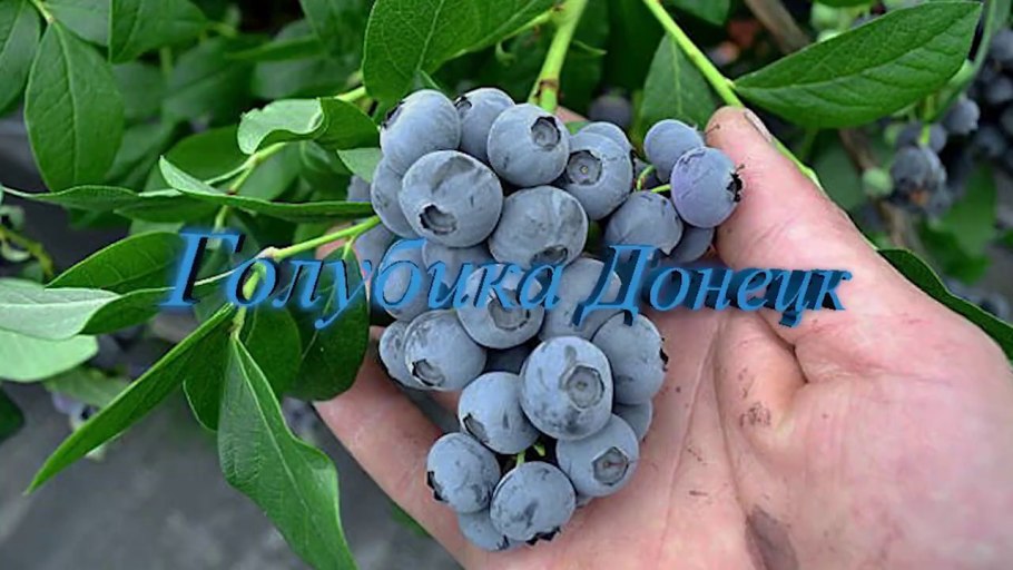 Сравнительная таблица сортов ежевики