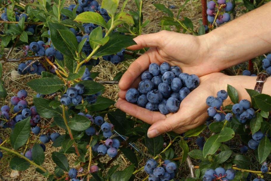 Крыжовник сорт «черный Негус»