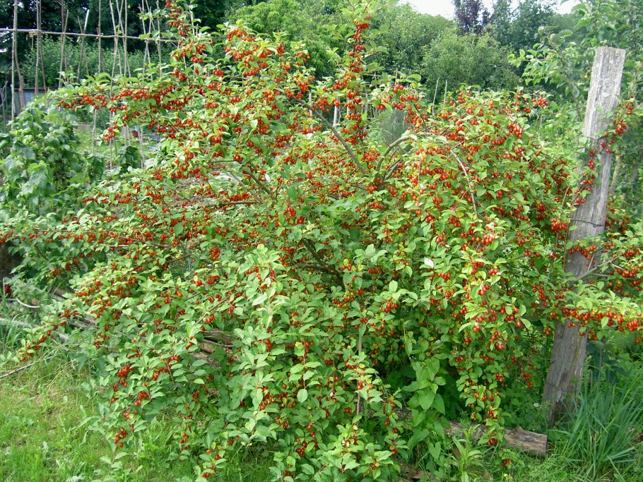 Смородина красная (ribes rubrum &#96;Натали&#96;)