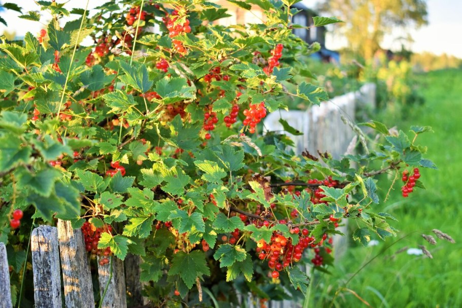 Кустарник ягоды БЛЮБЕРРИ