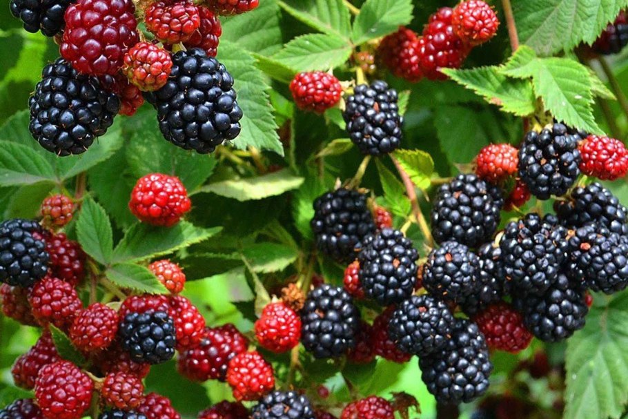 Сообщение про малину