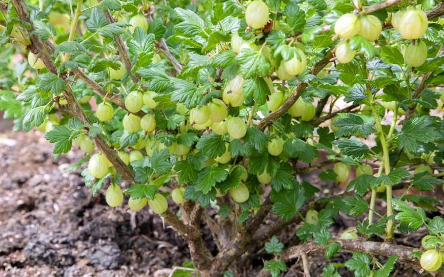 Ирга древовидная Робин Хилл