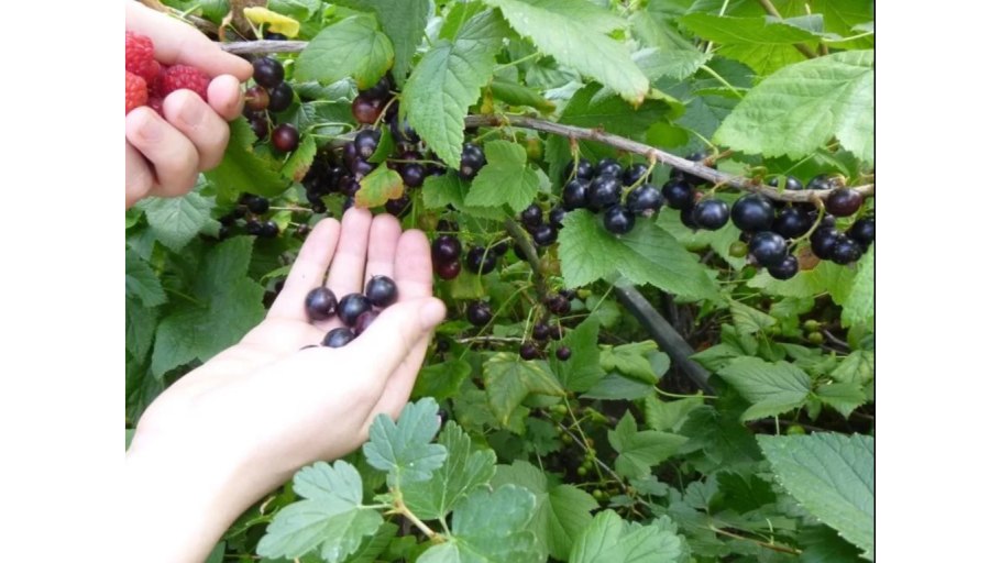 Схемы подкормка ремонтантной малины