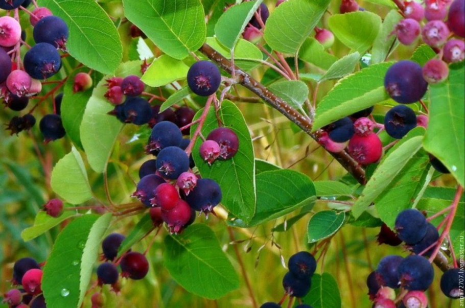 Илекс (падуб) мутовчатый