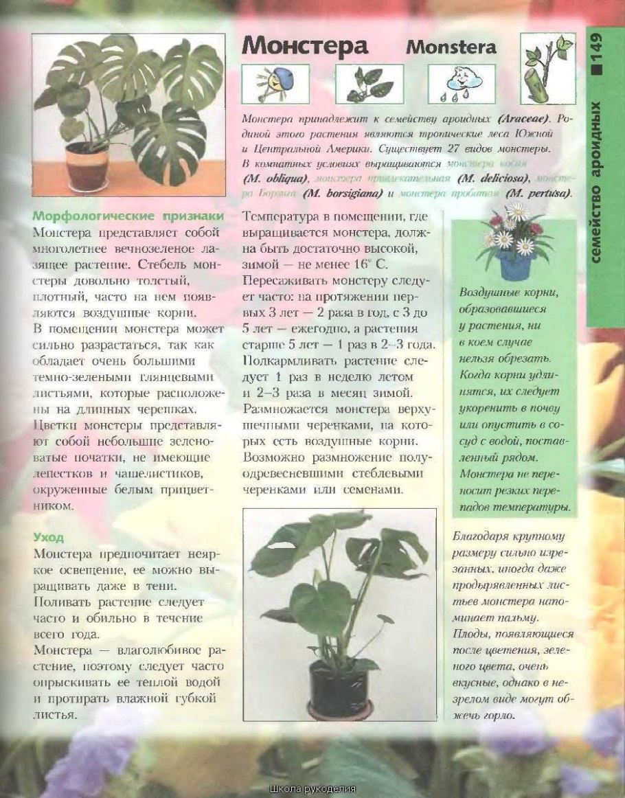 Родина монстеры комнатного растения