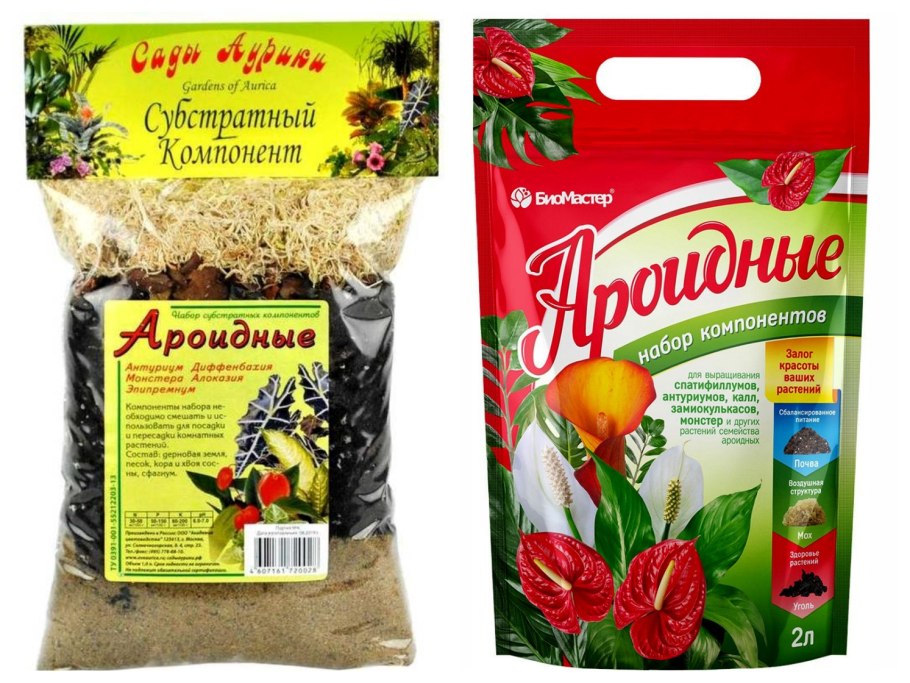 Монстера отводок