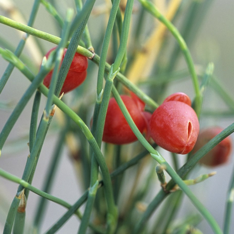 Хвойник Даурский эфедра