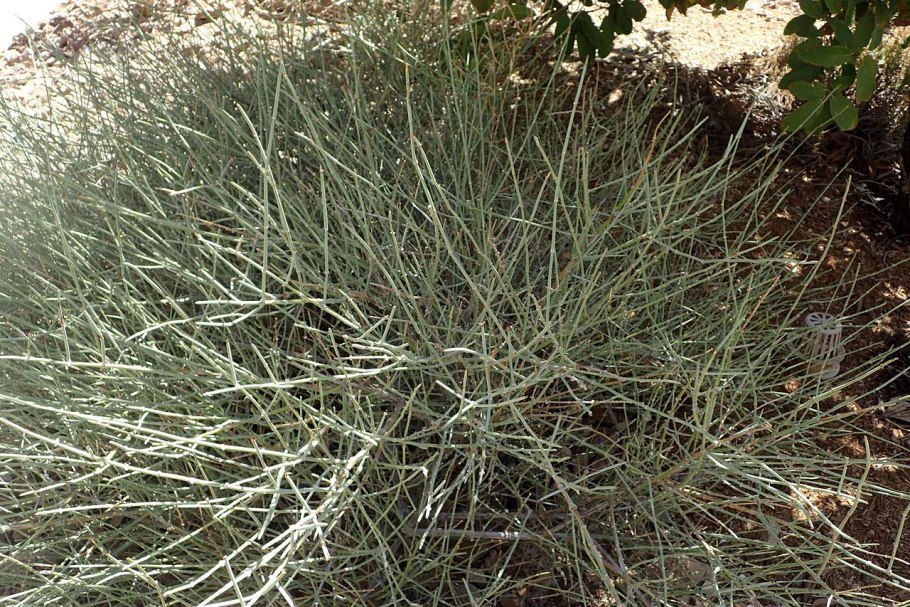 Ephedra nevadensis