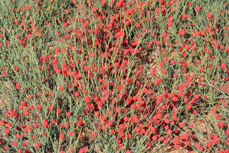 Эфедра хвощевая