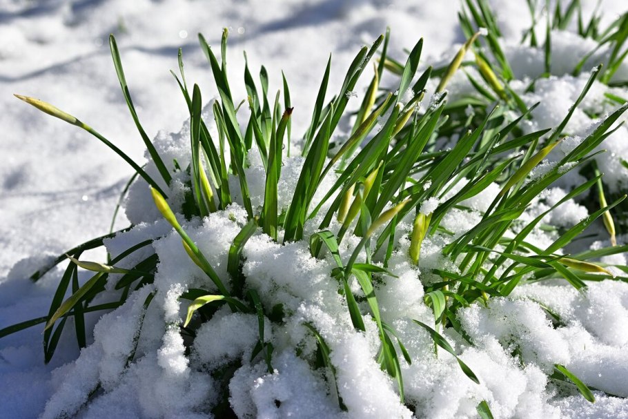 Мартовские сугробы
