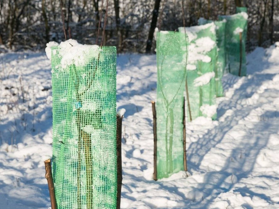 Укрытие плодовых деревьев на зиму