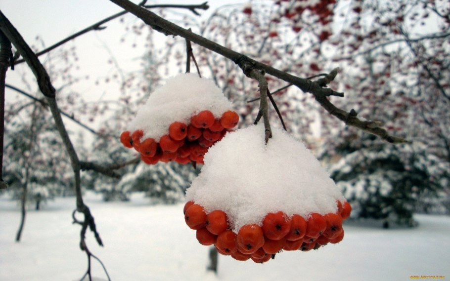 Ветка рябины зимой