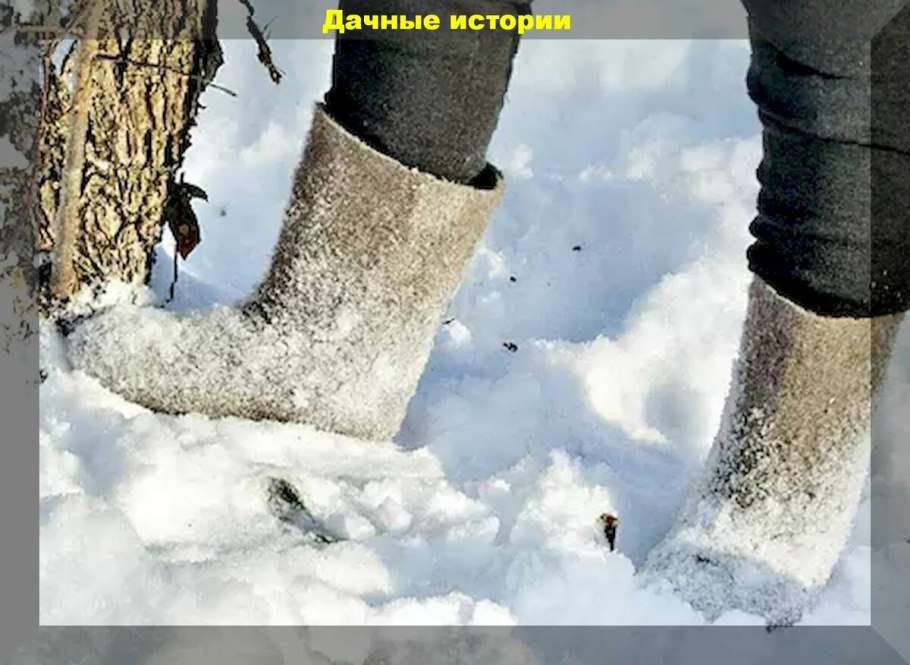 Отаптывание снега вокруг деревьев