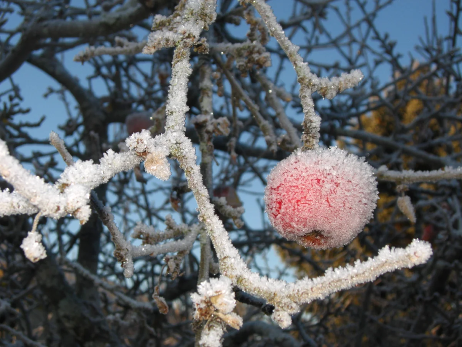 Зимние яблоки