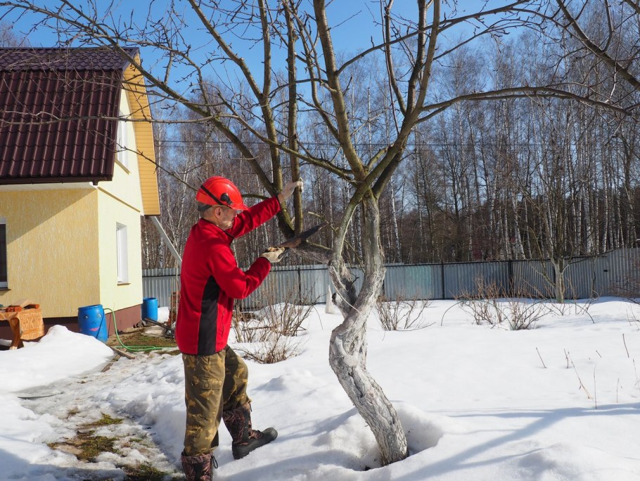Садовый участок зимой