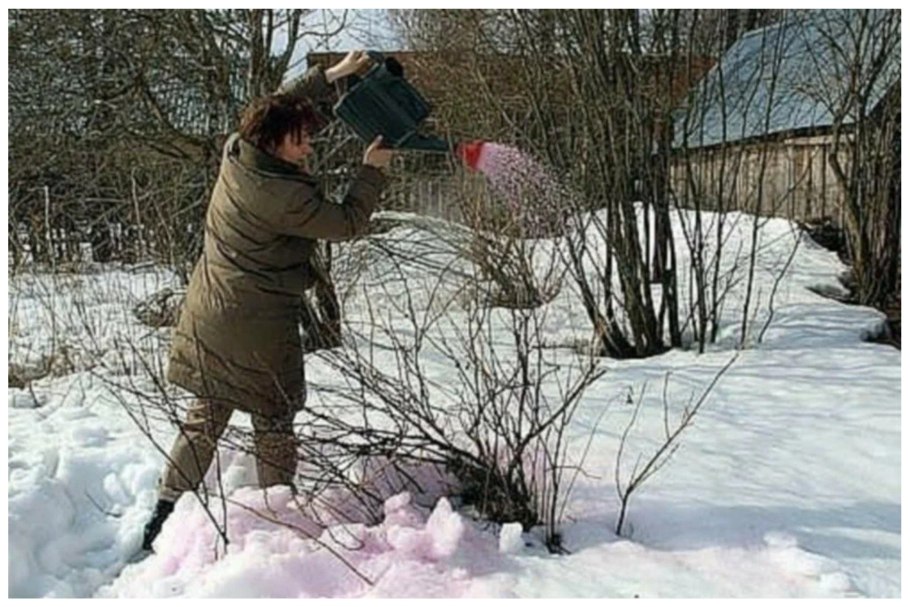 Облить кусты кипятком весной